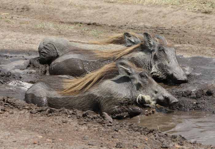 pamwarthog wallow - GALLERY.JPG